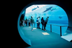 Gruppo di persone che entrano all'acquario e ammirano tramite la vetrata i pesci