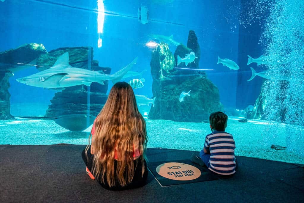 2 bambini seduti davanti l'acquario degli squali