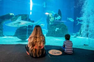2 bambini seduti davanti l'acquario degli squali
