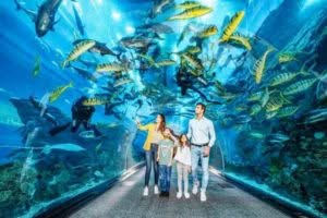 Il tunnel dell'acquario di genova dove ci sono varie specie di pesci