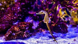 Cavalluccio marino che possiamo ammirare nelle vasche dell'acquario di Genova
