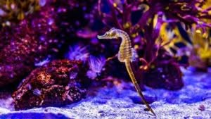Cavalluccio marino che possiamo ammirare nelle vasche dell'acquario di Genova
