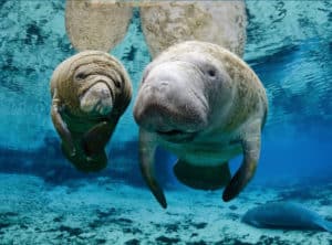 Coppia di cetacei visibile nella vasca dell'acquario di Genova