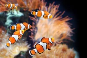 Specie di pesci pagliaccio che si possono ammirare all'acquario di Genova